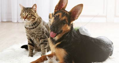 Pheromones key to harmonious pet relationships – study